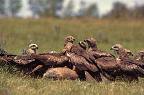Black kites gathered to feed on carcass {Milvus migrans} France