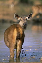 Portrait of Female Indian sambar deer {Cervus unicolor} Sariska NP, India