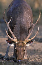 Male Indian sambar deer drinking (Cervus unicolor) Sariska NP, Rajasthan, India