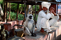 Southern plains grey / Hanuman langur {Semnopithecus dussumieri} sits beside man in tea house, Sariska NP, Rajasthan, India 2004