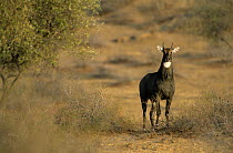 Nilgai {Boselaphus tragocamelus} male in the Thar desert, India