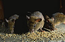 Black rats feeding on grain {Rattus rattus} Deshnoke, Rajasthan, India