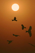 Black kites silhouetted in sky at sunset {Milvus migrans} Delhi, India