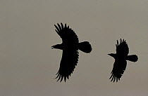 Common raven {Corvus corax} left  and  Carion crow {Corvus corone} right,  silhouettes in flight Thar desert, India