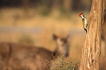Lesser golden backed woodpecker {Diponium benghalense} on tree trunk with deer in background,  Sariska NP, India