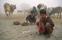 Boys looking after cattle and collecting dung for fuel, Deshnoke village, Rajasthan, India. 2004