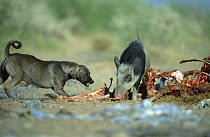 Wild boar (Sus scrofa) conflicts with feral Dog (Canis familiaris) scavenging at landfill site, India
