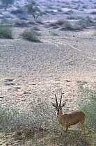 Indian gazelle (Gazella bennetti) Thar desert, Rajasthan, India