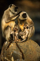 Southern plains grey / Hanuman langur {Semnopithecus dussumieri} two adults with young, grooming and suckling, Sariska NP, Rajasthan, India