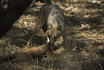 Golden jackal {Canis aureus} with Chital deer prey {Axis axis} Sariska NP, India