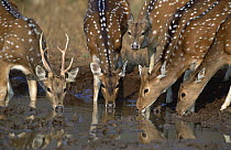 Chital / Spotted deer drinking at waterhole (Axis axis) Sariska NP, Rajasthan, India