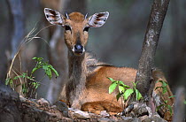 Nilgai juvenile male at rest (Boselaphus tragocamelus) Sariska NP, Rajasthan, India