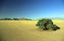 Vehicles tracks in sand, Etosha NP, Namibia