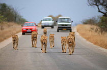 Pride of Lions walking along road followed by tourist vehicles, Kruger National Park