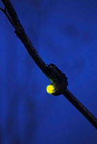 Douglas fir glow worm {Pterotus obscuripennis} glowing at night Oregon USA