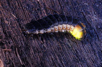 Douglas fir glowworm {Pterotus obscuripennis} glowing at night Oregon USA