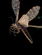 Female Dobsonfly flying {Dysmicohermes disjunctus} Washington USA
