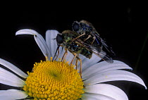 Flower flies mating {Crioprora cyanella} Oregon USA