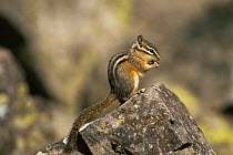 Lodgepole chipmunk {Eutamias speciosus speciosus} Yellowstone NP, USA