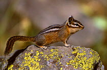 Lodgepole chipmunk {Eutamias speciosus speciosus} Yellowstone, USA