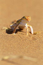 Wedge snouted desert lizard walking on sand {Meroles cuneirostris} Namib NP, Namibia
