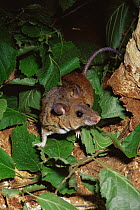Edward's swamp rat {Malacomys edwardsi} male amongst leaves, from West Africa, captive