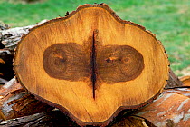 Cross section of tree trunks showing growth rings