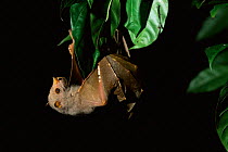Tube nosed fruit bat {Nyctimene albiventer} Papua New Guinea