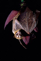 Bismark fruit bat {Pteropus capistratus} Papua New Guinea
