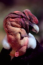 Andean condor head portrait {Vultur gryphus} captive