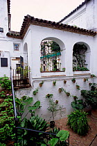 Patio garden in the jewish quarter, Cordoba, Spain