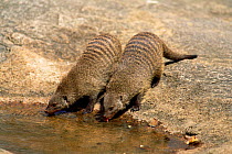 Two Banded mongooses drinking {Mungos mungo} Tanzania