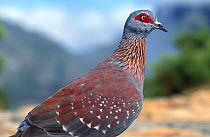 Speckled / Rock pigeon portrait {Columba guinea} Western Cape, South Africa