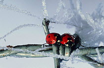 Two Seven spot ladybirds {Coccinella septempunctata} on wire in frost, England