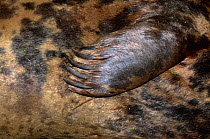 Close up of forelimb flipper of Grey seal {Halichoerus grypus} England