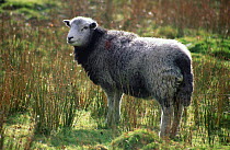 Herdwick sheep {Ovis aries} Cumbria, England