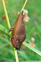 Black slug, red form {Arion ater} England