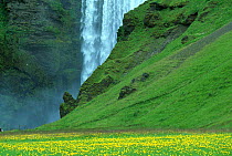 Skogafoss waterfall and meadow full of Buttercups, Iceland