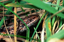 Vivaparous lizard in grass {Lacerta vivipara} Somerset, England