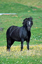 Icelandic horse {Equus caballus} Westman Is, Iceland