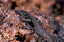 Lizard {Gallotia galloti} endemic to Canary Is, Tenerife
