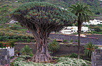 Dragon tree {Dracaena draco} reputed to be 1000-yrs-old, Icod de los Vinos, Tenerife, Canary Islands
