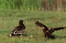 Greater spotted eagle {Aquila clanga} left, and Marsh harrier {Circus aeruginosus} Oman