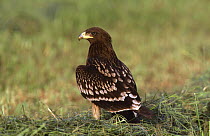Greater spotted eagle {Aquila clanga} Oman