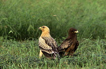 Greater spotted eagle {Aquila clanga} normal and pale form {Aquila clanga fulvescens} Oman