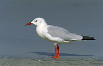 Slender billed gull {Chroicocephalus genei} Oman