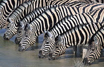 Common zebras drinking at waterhole in dry season (Equus quagga) Etosha NP, Namibia