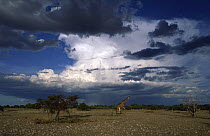 Giraffe (Giraffa camelopardalis) crossing savanna with storm clouds behind, Etosha NP, Namibia