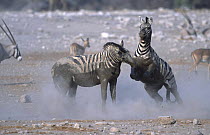 Common zebras stallions fighting at waterhole in dry season (Equus quagga) Etosha NP, Namibia