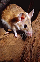 Egyptian spiny mouse {Acomys cahirunus} captive